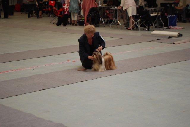 Shih Tzu Danmark